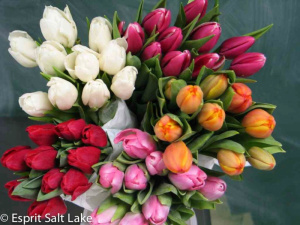 Tulips premium - flowers