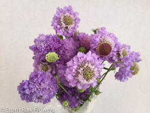 Scabiosa lavender - flowers