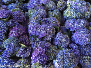 Hydrangea lavender blue