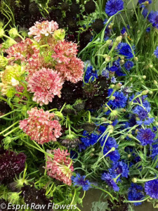 Scabiosa &amp; Cornflower