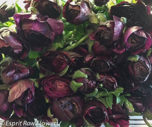 Ranunculus purple