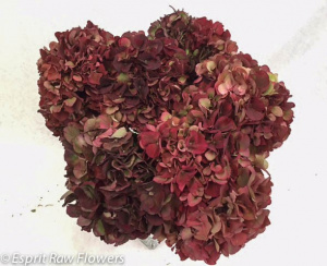 Hydrangea dark red antique