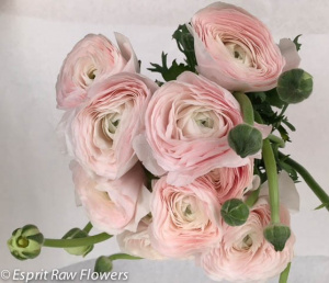 Ranunculus pink premo February