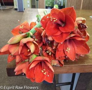 Amaryllis cut orange - flowers