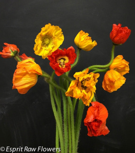 Poppies February - flowers