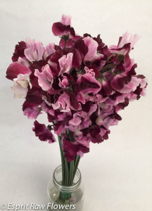 Japanese Sweet Pea bi-color pk burg