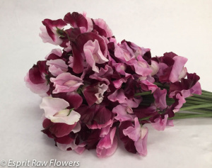 Japanese Sweet Pea bi-color pk burg2