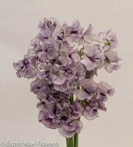 Japanese Sweet Pea bi-color white purple