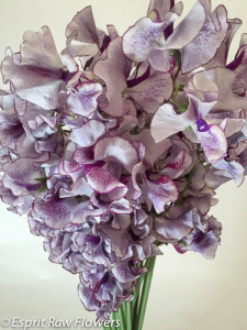 Japanese Sweet Pea bi-color white purple2