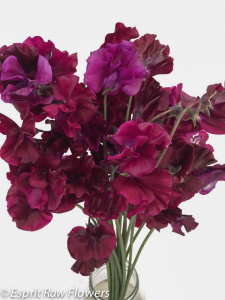 Japanese Sweet Pea brandywine - flowers