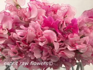 Japanese Sweet Pea hot pink