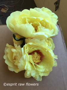 Peonies yellow