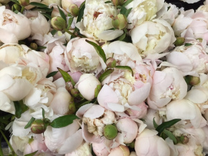 Local Peonies blush June