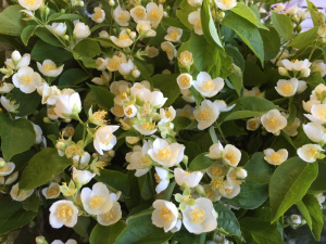 Mock Orange June