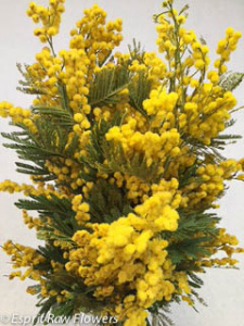 Acacia blooming - greens