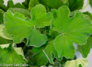 Geranium - greens