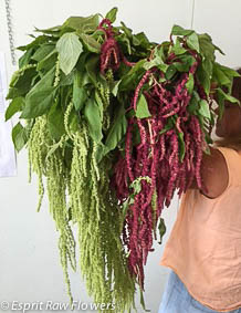 Amaranthus Hanging - greens