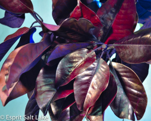 Magnolia purple tint - greens