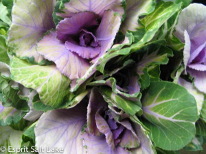 Mini Cabbage purple