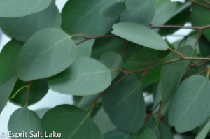 Silver Dollar Eucalyptus