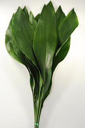 Aspidistra - greens