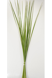 Australian Typha - greens