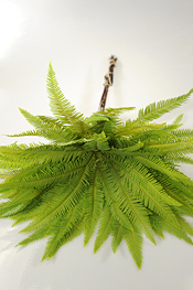 Australian Umbrella Fern - greens