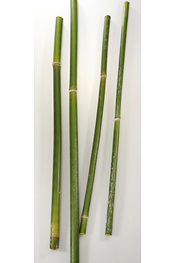 Bamboo