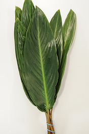 Green Calathea