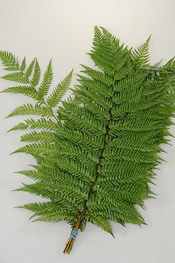 Chilean Feather Fern