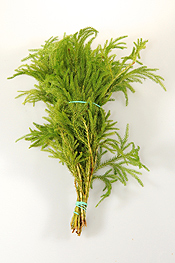 Chilean Lycopodium