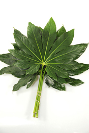 Fatsia Medium - greens