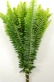 Sword Fern - greens