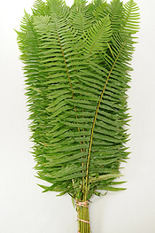 Feather Fern - greens